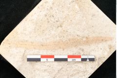 Foto (Detailansicht) von Asclepias podalyrii Unger (NHMW-GEO-2024-0188-8156)